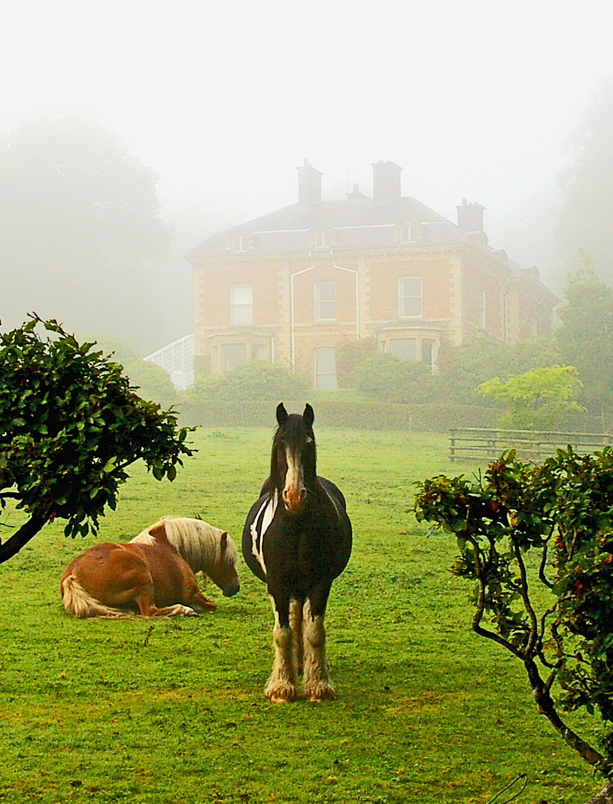 SUMMERFIELD HORSES. Bill Bagley Photography